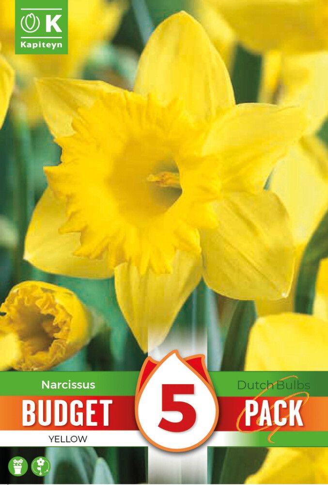 Nartsiss Kapiteyn 5 tk