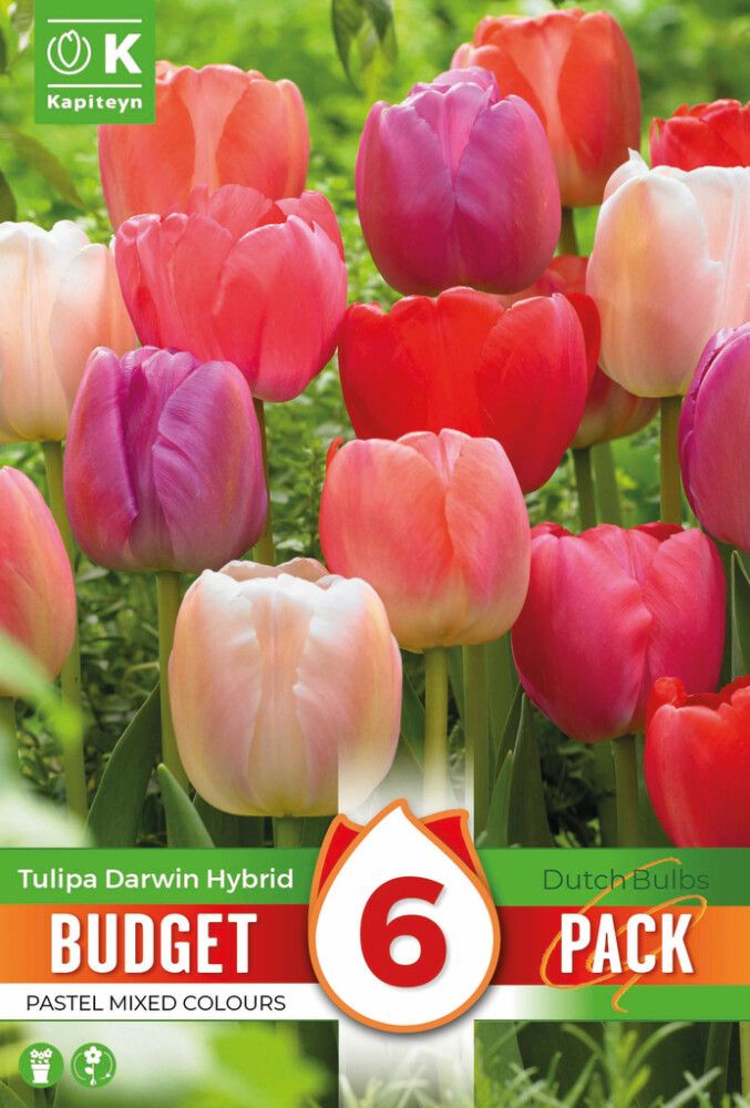Tulbid Kapiteyn Darwin Hybrid Mix 6 tk
