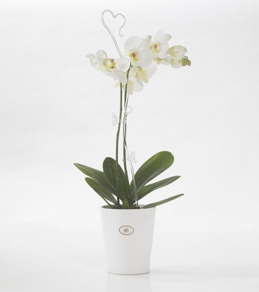 Orhideepott Ø 14 cm, valge