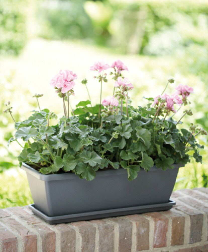 Rõdukasti alus Barcelona 50 cm, tumehall