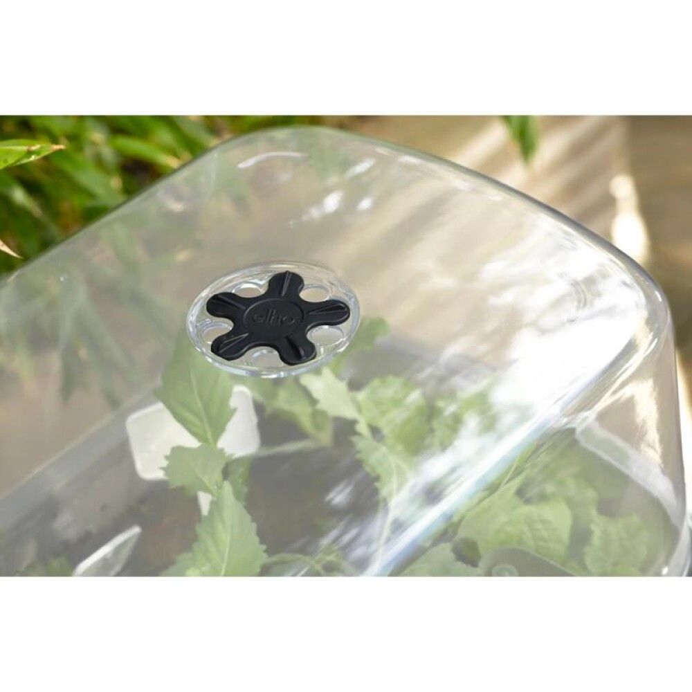 Kasvatuskast Elho Noa kaanega