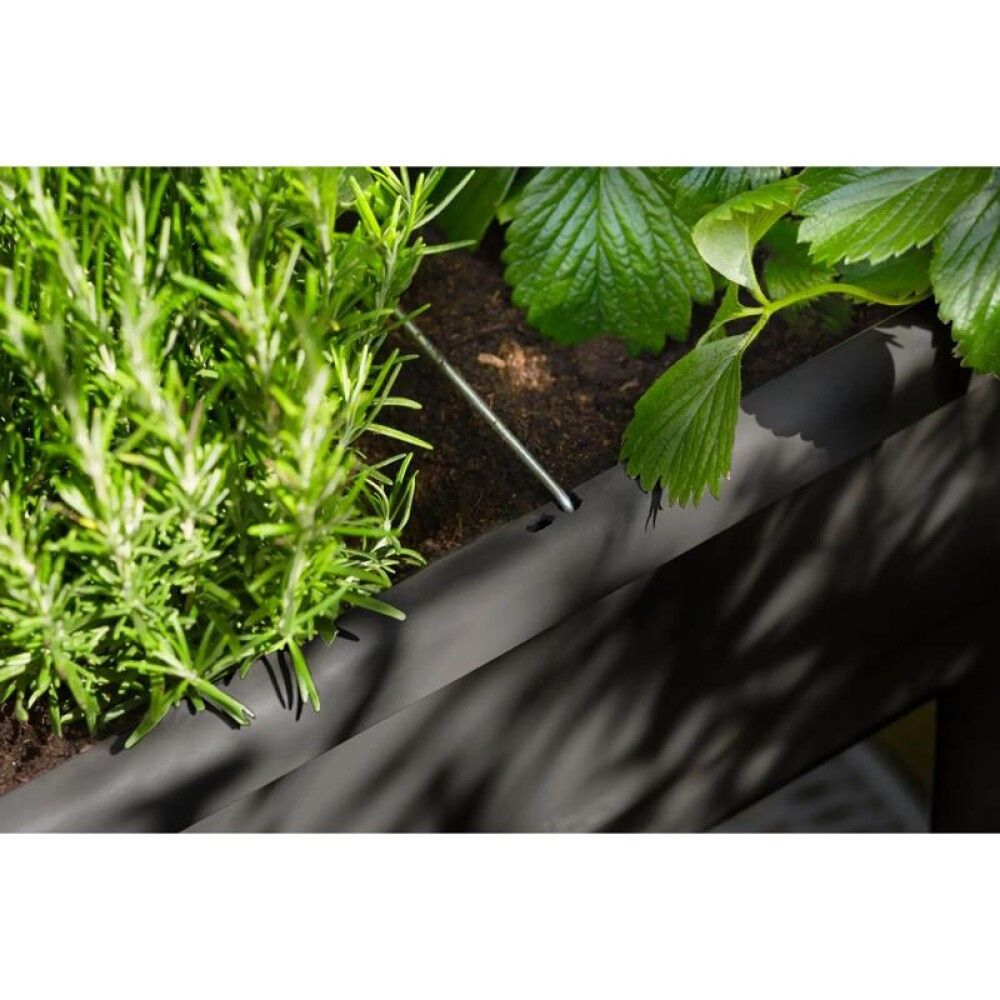 Kasvatuskast Elho Noa kaanega