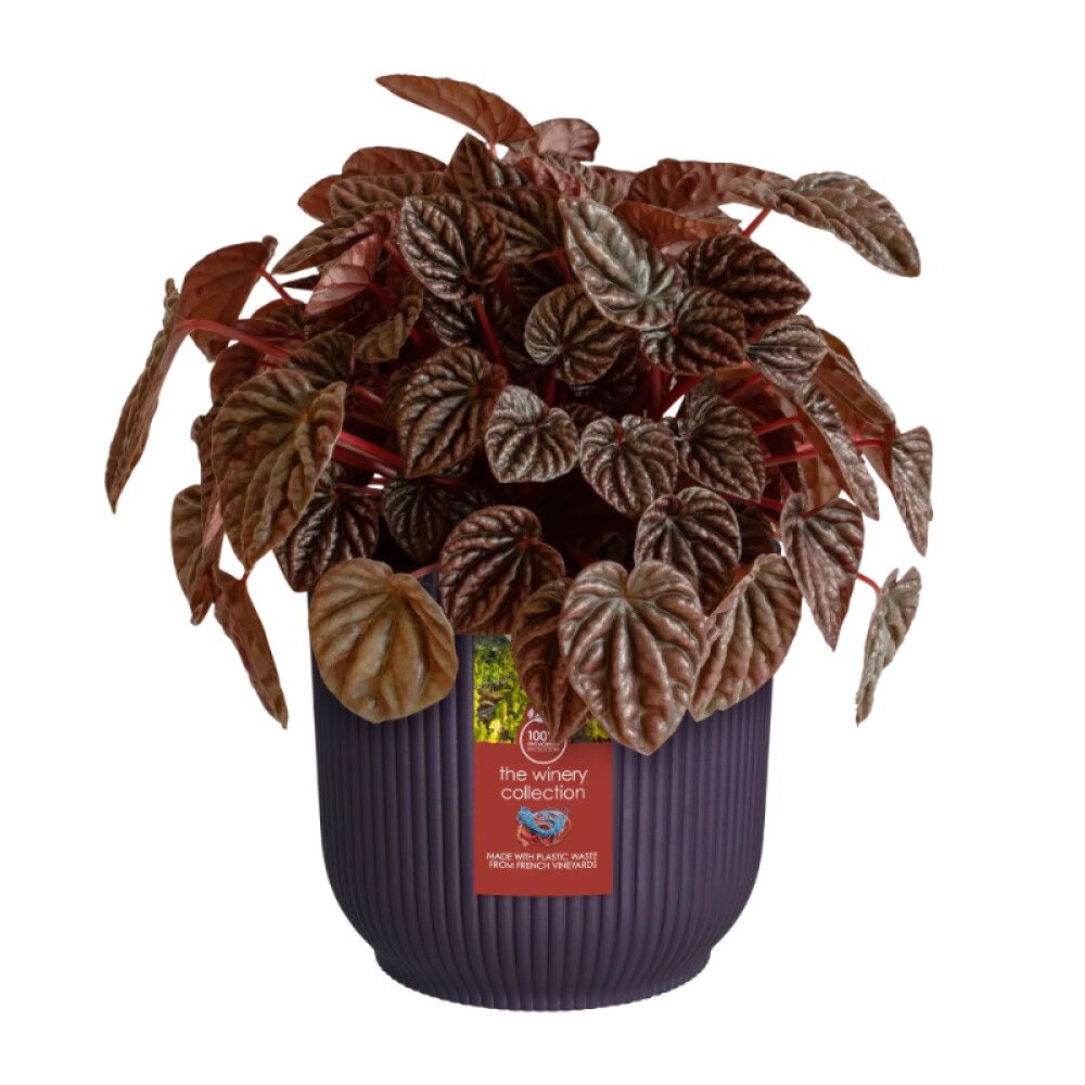 Ümbrispott Elho Winery 18 cm, lilla