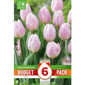 Tulp Kapiteyn Single Early Pink 6 tk