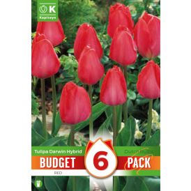 Tulbid Kapiteyn Darwin Hybrid Red 6 tk