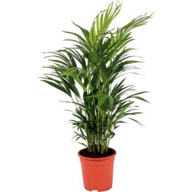 Kollakas pisipalm Ø 17 cm