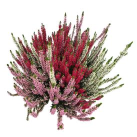 Kanarbik Beauty Lady Trio 17 cm