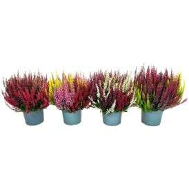 Kanarbik Beauty Lady Trio 17 cm