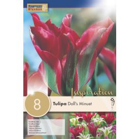 Tulp Viridiflora Doll's Minuet 8 tk