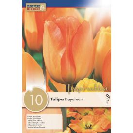 Tulp Darwin Hybrid Daydream 10 tk
