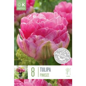 Tulp Double Late Aveyron 8 tk