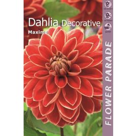 Daalia Kapiteyn Decorative Red/Yellow 1 tk
