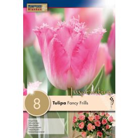 Tulp Fancy Frills 8 tk