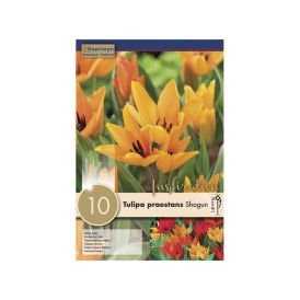 Tulp Preastans Shogun 10 tk