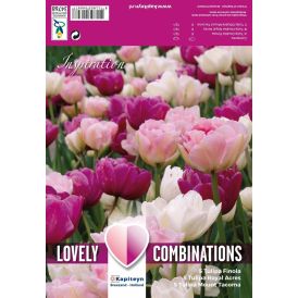 Tulpide segu Double Pink and Purple 15 tk
