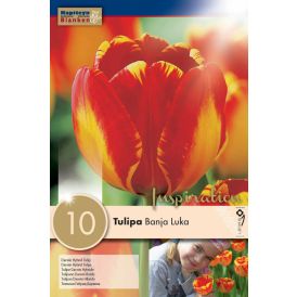 Tulp Banja Luka 10 tk