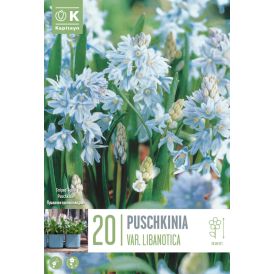 Harilik puškiinia 20 tk
