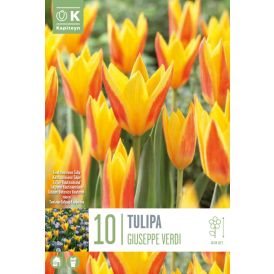 Tulp Giuseppe Verdi 10 tk