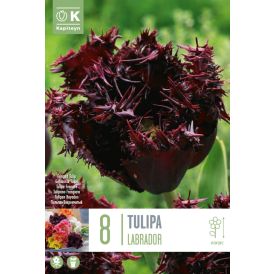 Tulp Labrador 8 tk