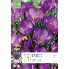 Krookus Ruby Giant 15 tk