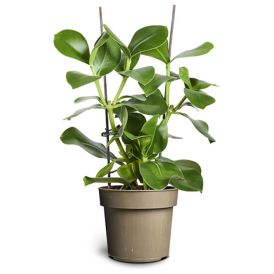 Roosa kluusia King Ø 17 cm