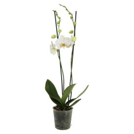 Kuuking Hybrid Ø 10,5 cm