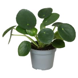 Roheliste taimede mix Ø 6 cm
