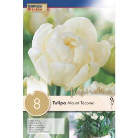 Tulp Mount Tacoma 8 tk