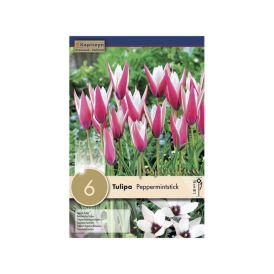 Tulp Peppermintstick 6 tk
