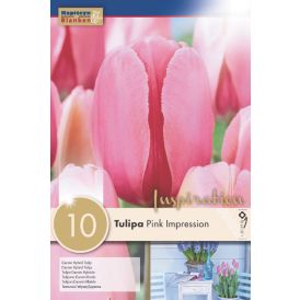 Tulp Pink Impression 10 tk