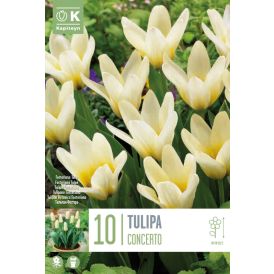 Tulp Concerto 10 tk