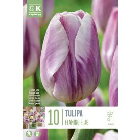 Tulp Flaming Flag 10 tk