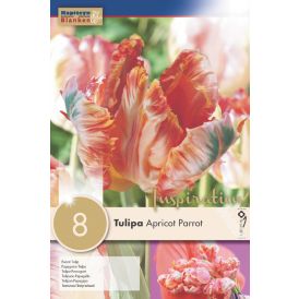 Tulp Apricot Parrot 8 tk