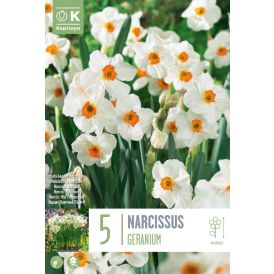 Nartsiss Geranium 5 tk