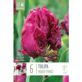 Tulp Parrot Prince 6 tk