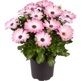 Kuldkakar mix Ø10,5 cm