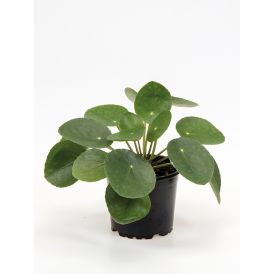 Kilp-piilea Ø 10,5 cm
