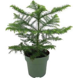 Kõrge araukaaria Ø 14 cm