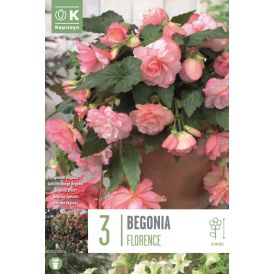 Mugul-begoonia Florence 3 tk