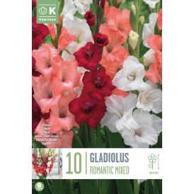 Gladiooli Romanntic mix 10 tk