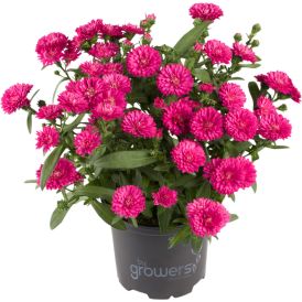 Sügisaster Hybrid mix Ø15 cm
