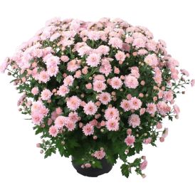Pallkrüsanteem Mix Ø 19 cm