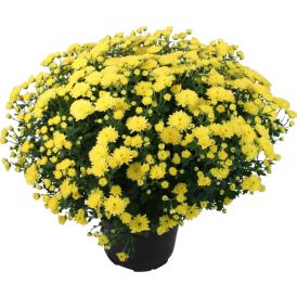Pallkrüsanteem Mix Ø 19 cm