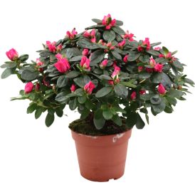 Aasalea Mix 14 cm                              
