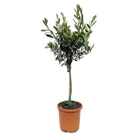Oliivipuu tüvel Ø 18 cm