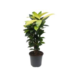 Ebakrooton Ø 24 cm