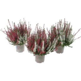 Kanarbik Beauty Ladies Twin Ø 12 cm