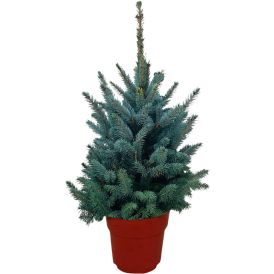 Torkav kuusk Super Blue potis 70 cm