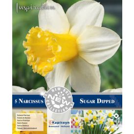 Nartsiss Sugar Dipped 5 tk