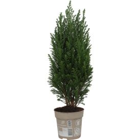 Küpress Ellwoodi Ø 13 cm